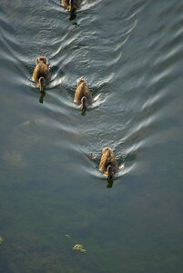 Birds animals lake photo