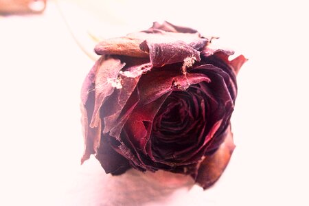 Grunge red love