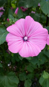 Pink close up plant