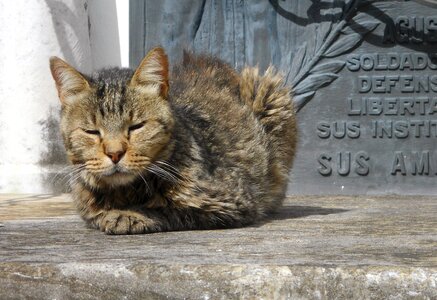 Sleeping sunny feline