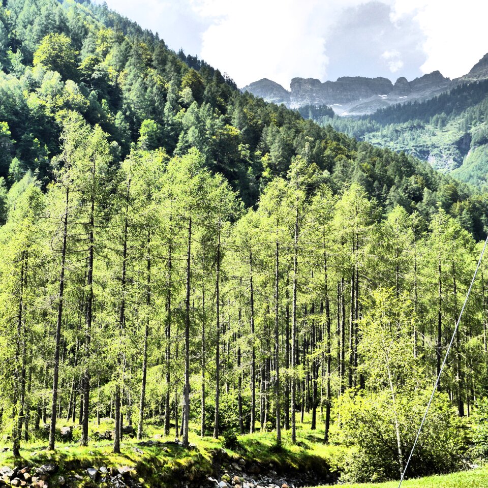 Trees green switzerland