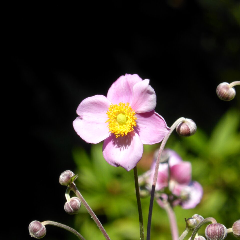 Flower hahnenfußgewächs garden plant