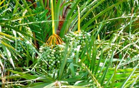 Palm nature plant