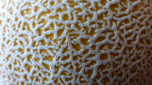 Surface shell texture