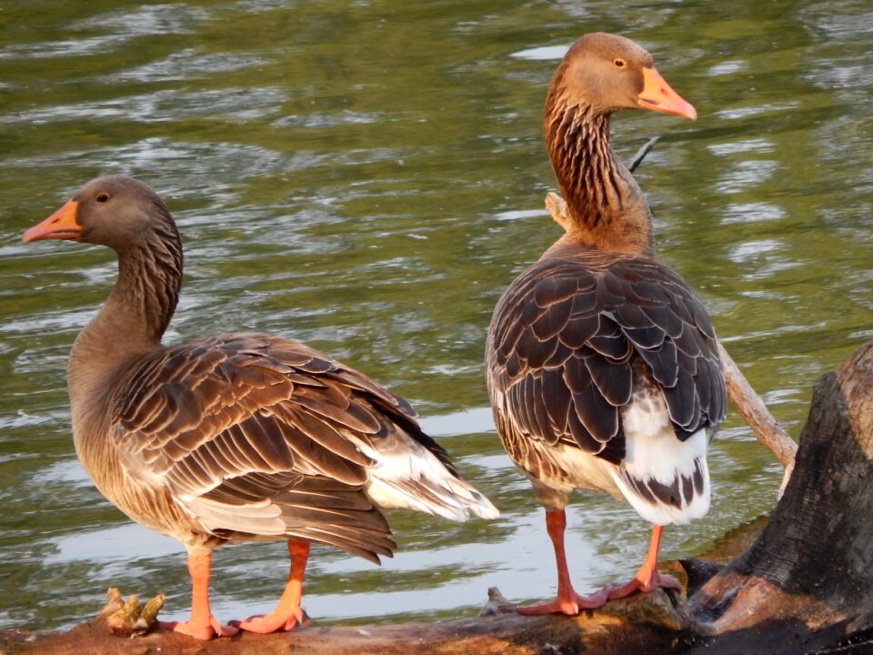 Geese wild birds birds