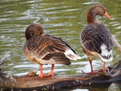 Geese wild birds birds photo