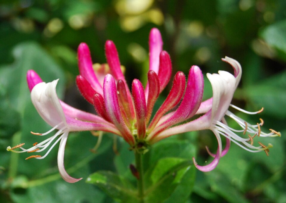 Flower summer woodbine