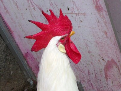 Farm animal nature