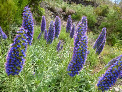 Madeira blue flora photo