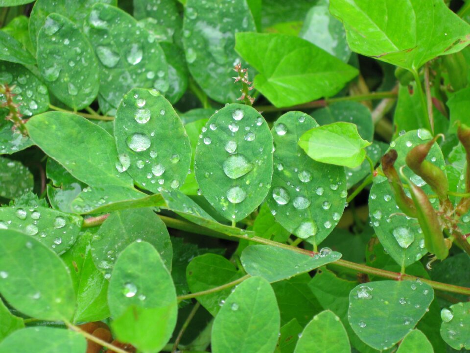Leaf green drops
