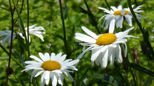 Flower summer spring