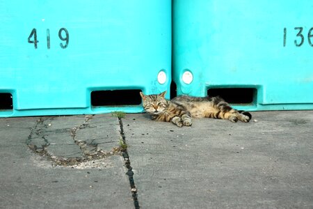 Sleep holiday kitten photo