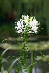 Agapanthus giverny nature