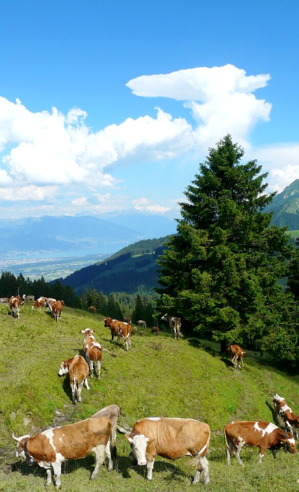 Pasture alpine meadow sky