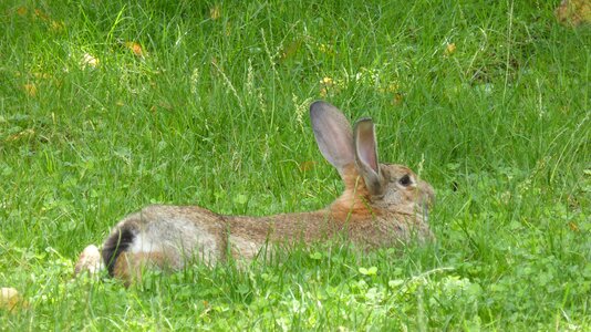 Lying animal hare photo