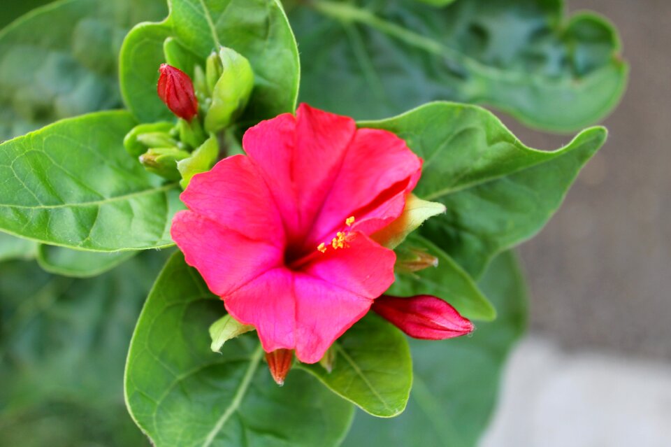 Red rot lady of the night