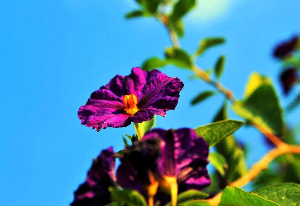 Purple bright shrub