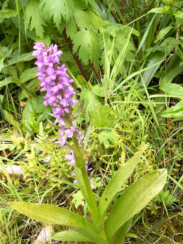 Western marsh knabenkraut orchid german