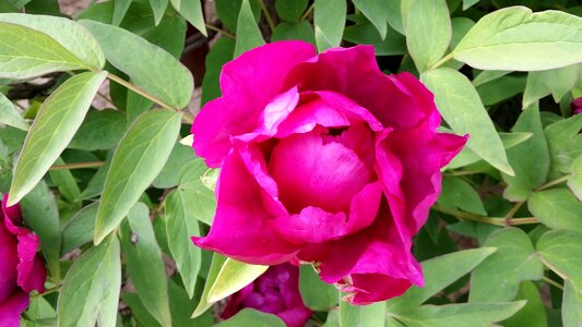 Passion dream red flowers photo