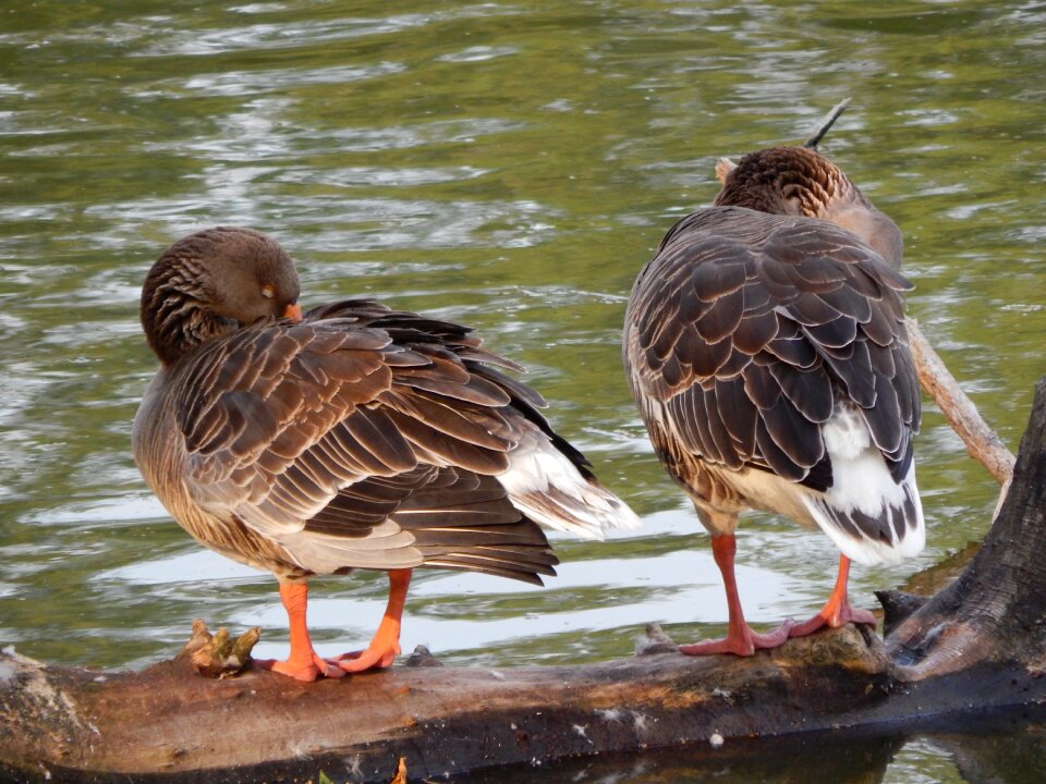 Geese wild birds birds