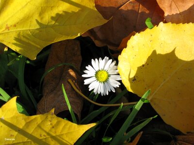 Leaf autumn weather yellow