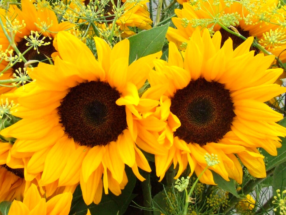 Flowers yellow bright