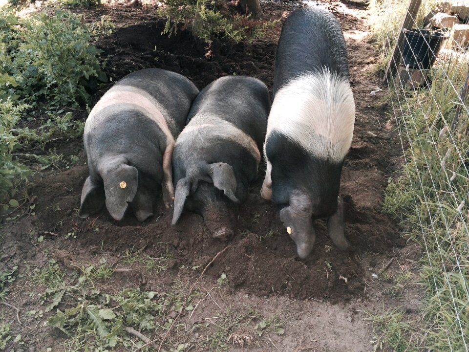 Saddleback farmyard swine