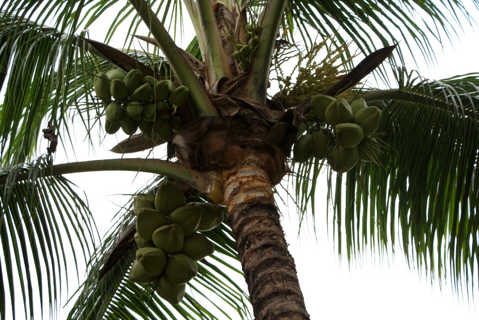 Palm coconut nature