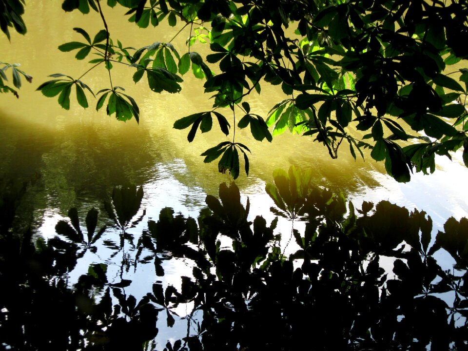 Water leaf reflection