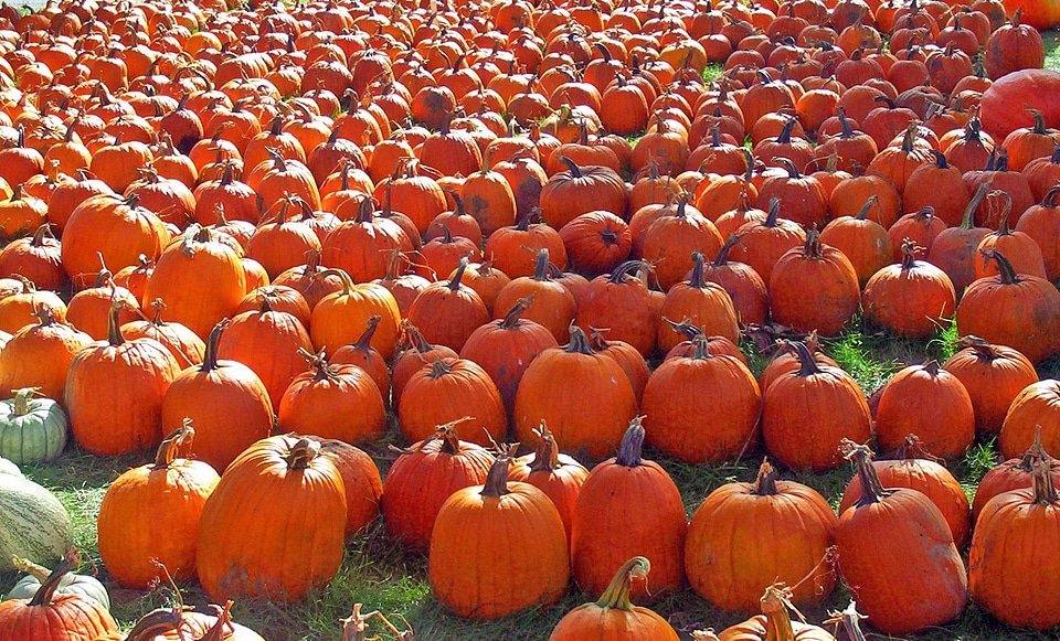 Halloween harvest holiday