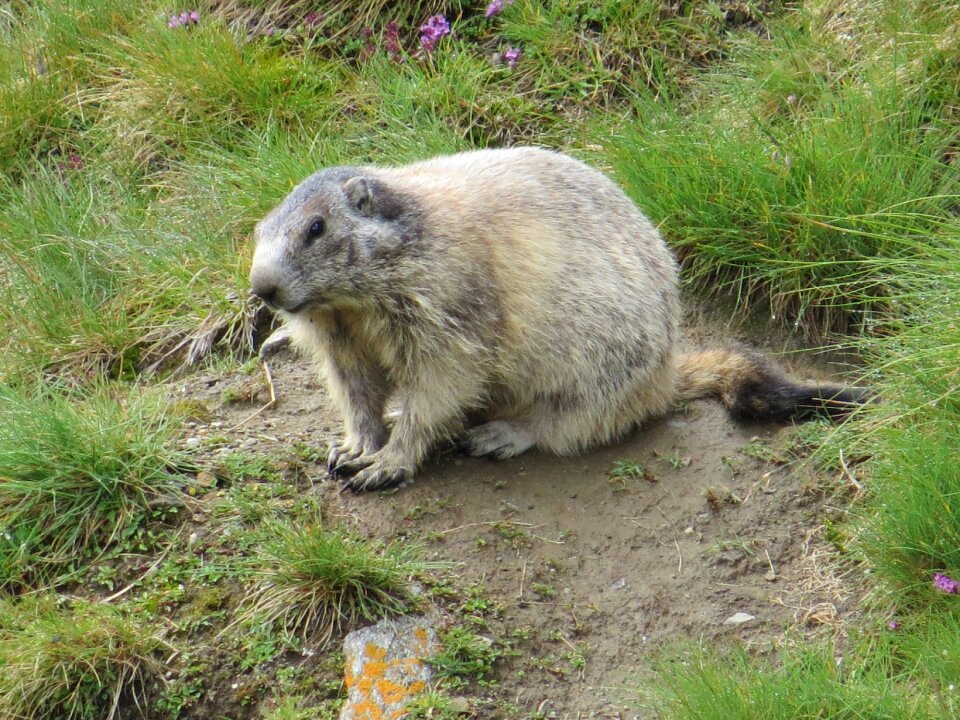 Marmot animal alpine