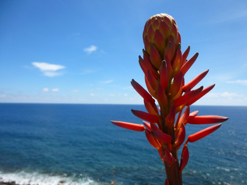 Bloom red view