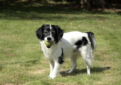 Fur snout joy of life photo