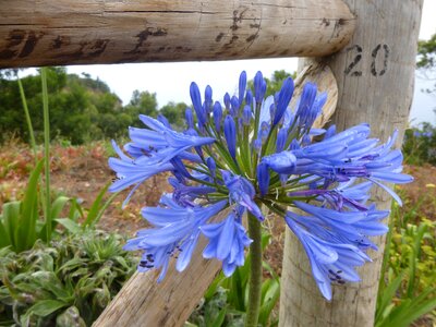 Wood fence blossom bloom