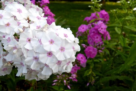 White pink violet photo