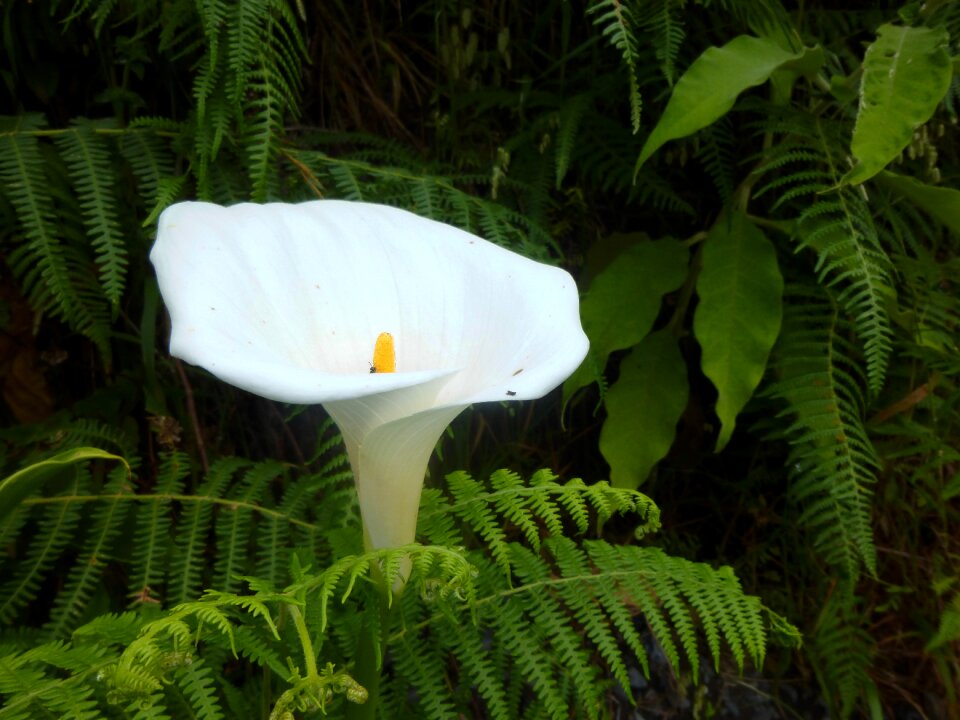 Bloom background image flora