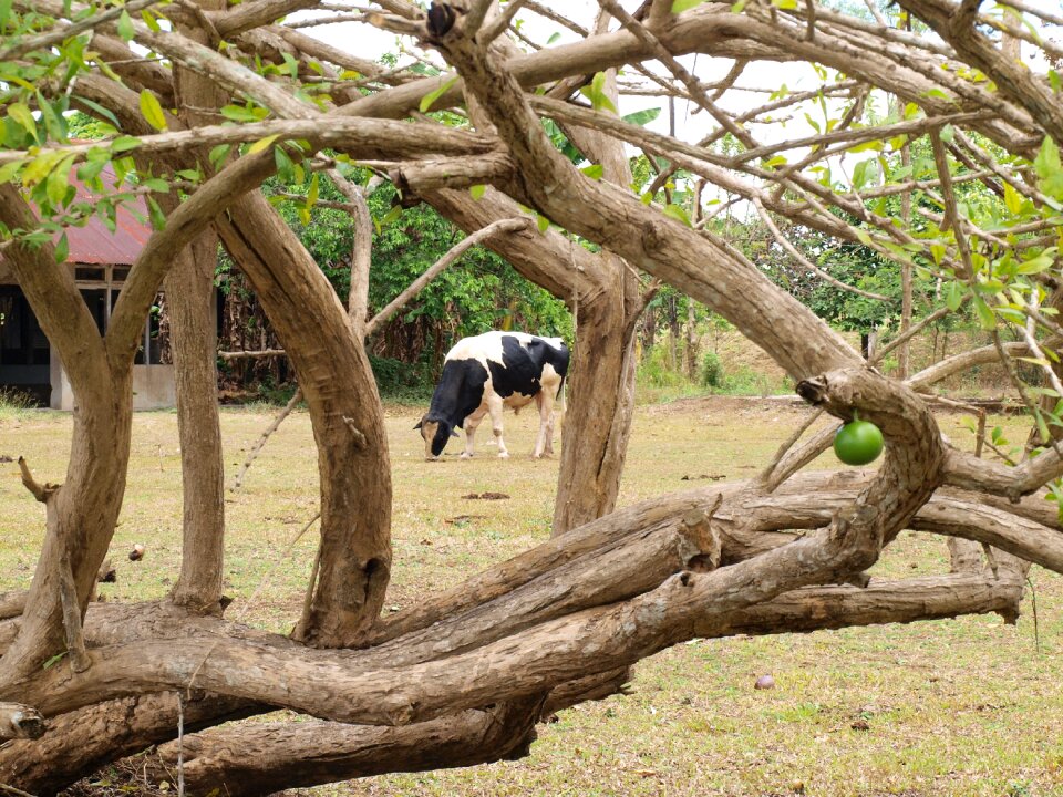 Agriculture farming rural