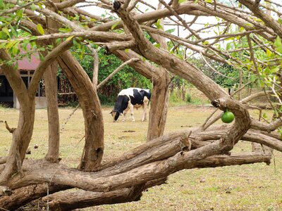 Agriculture farming rural photo