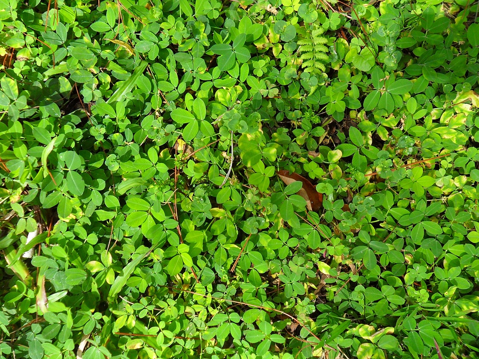 Leaf foliage undergrowth