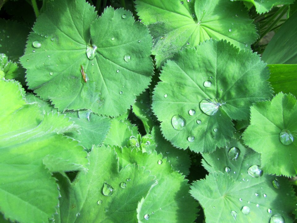 Garden pattern foliage