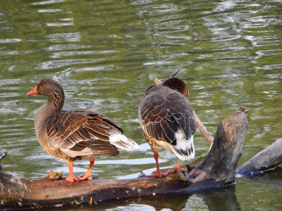 Geese wild birds birds