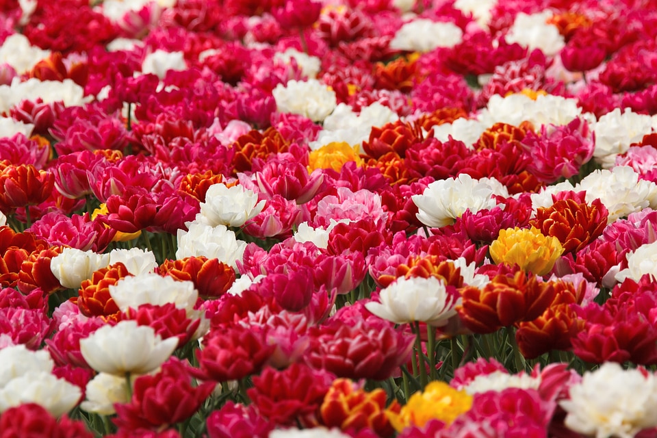 Blossom bright bunch