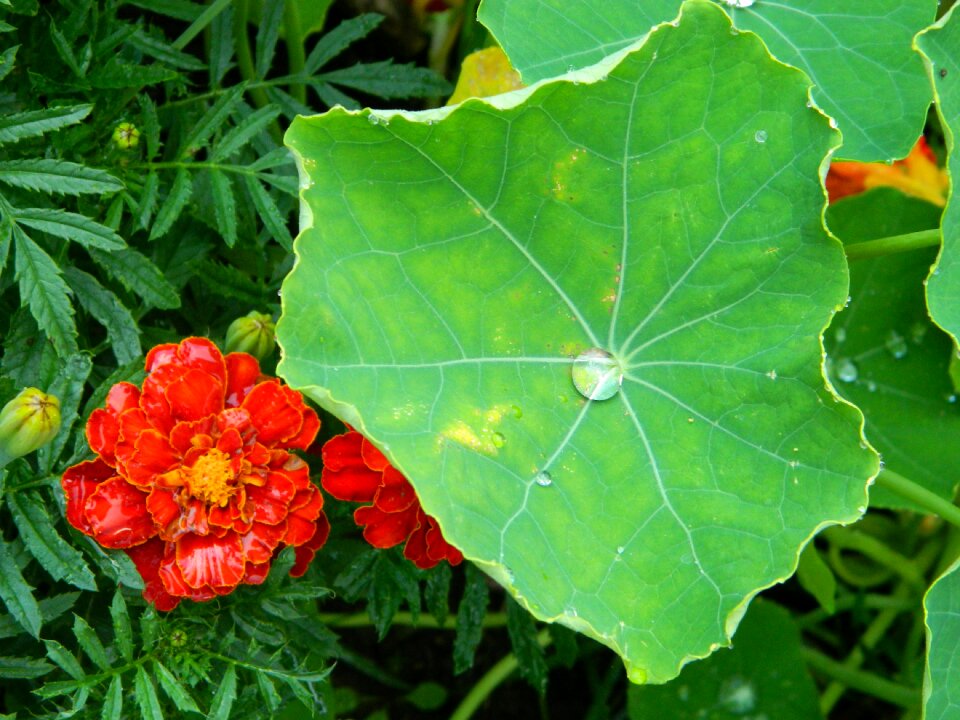 Sheet nature garden