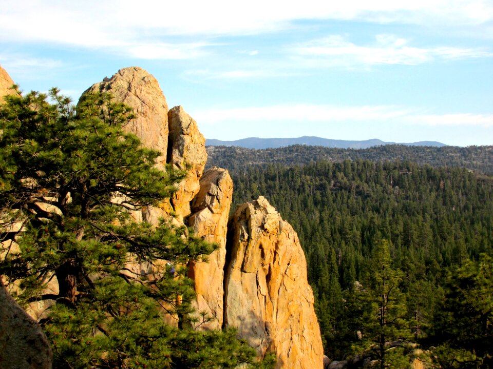 Forest mountains summer