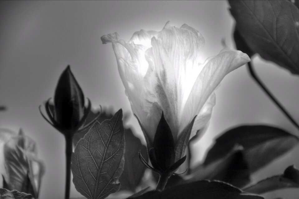 Bloom backlighting black and white