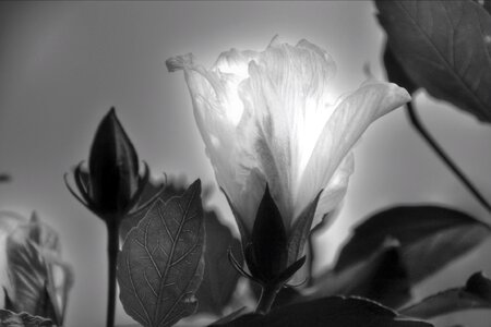 Bloom backlighting black and white