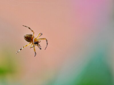 Small hunting prey