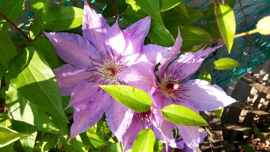 Flowers clematis spring