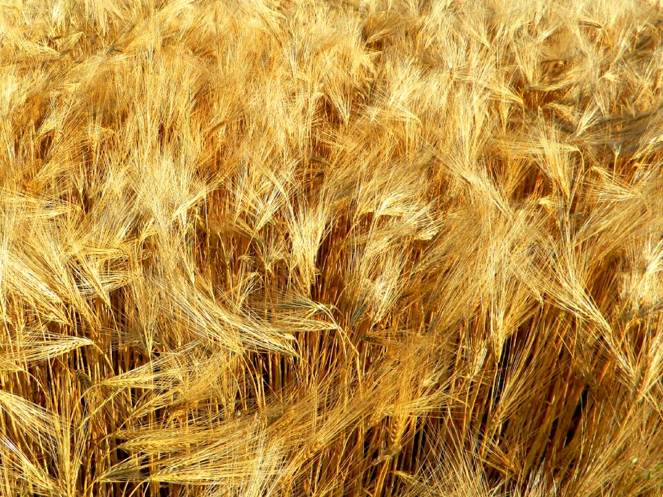 Grain agriculture nature