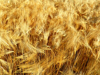 Grain agriculture nature